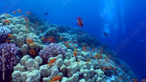 The camera pans along the top edge of a coral reef among vibrant corals and schools of exotic fish.