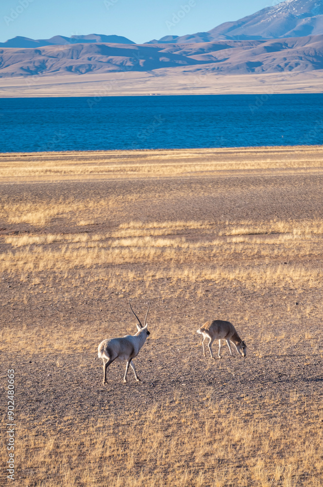 Naklejka premium the Tibetan antelope/Pantholops hodgsonii