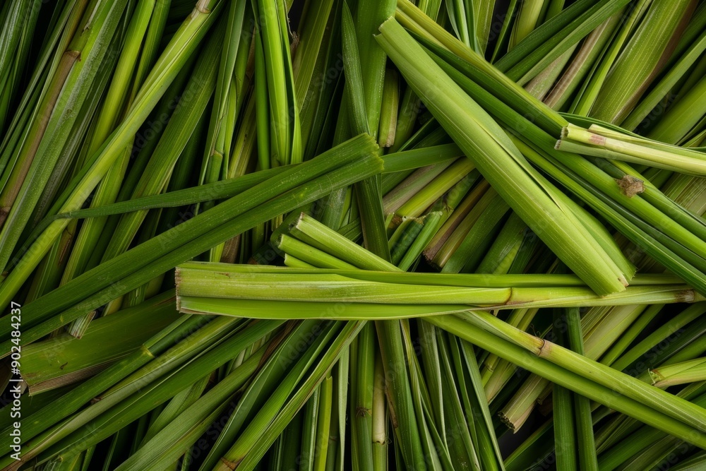 Lemongrass texture background, cymbopogon pattern, barbed wire grass banner, silky heads or oily heads Lemongrass texture background, cymbopogon pattern, barbed wire grass banner, silky heads or oily heads