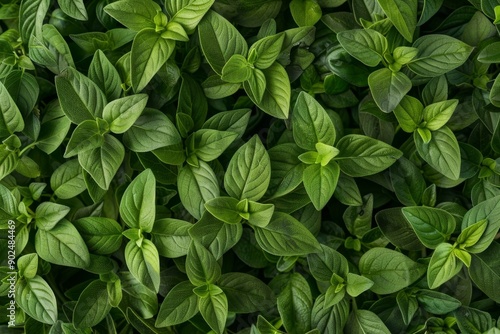 Oregano texture background, origanum vulgare green leaves pattern, wild marjoram banner, sweet marjoram