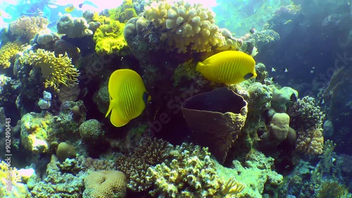 A colorful pair of Addis butterflyfish (Chaetodon semilarvatus) hiding under a coral reef overhang, close-up.