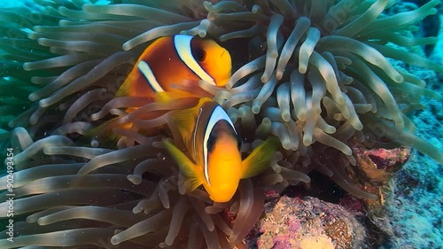 A pair of colorful Clownfish (Amphiprion bicinctus) swim between the tentacles of their sea anemone, close-up. photo