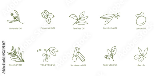 Complete Essential Oils Vector Icons: Lavender, Peppermint, Tea Tree, Eucalyptus, Lemon, Almond, Grape Seed, Canola, Jasmine, Rosemary, Ylang Ylang, Sandalwood, Clary Sage, Olive, Avocado, Coconut