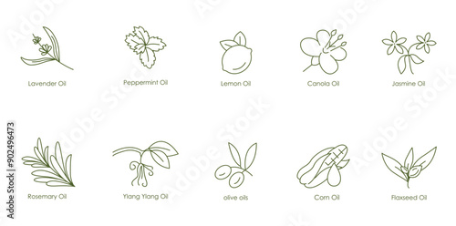 Versatile Essential Oils Vector Icons: Lavender, Peppermint, Lemon, Canola, Jasmine, Rosemary, Ylang Ylang, Olive, Corn, Flaxseed oil