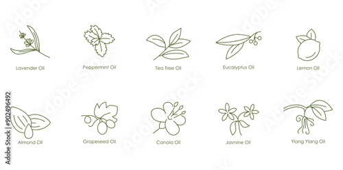 Invigorating Calming Oils Vector Icons: Lavender, Peppermint, Tea Tree, Eucalyptus, Lemon, Almond, Grape Seed, Canola, Jasmine, Ylang Ylang oil