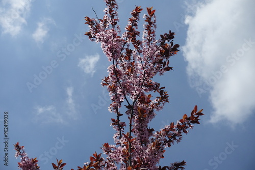 Cloudy sky and branches of blossoming Prunus pissardii in April photo