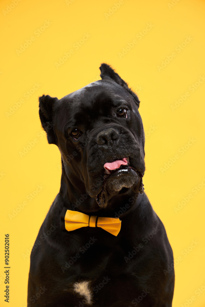 Portrait of Italian Cane Corso breed on a yellow background.