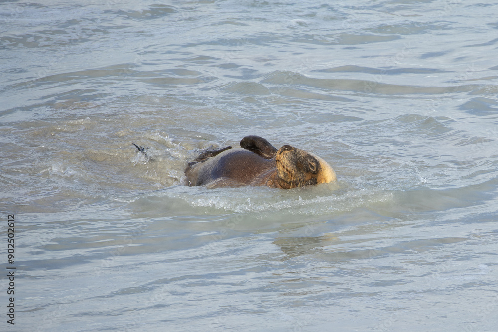 Fototapeta premium Australian sea lions (Neophoca cinerea) are part of a group known as ‘eared’ seals. One of the rarest species in the world.