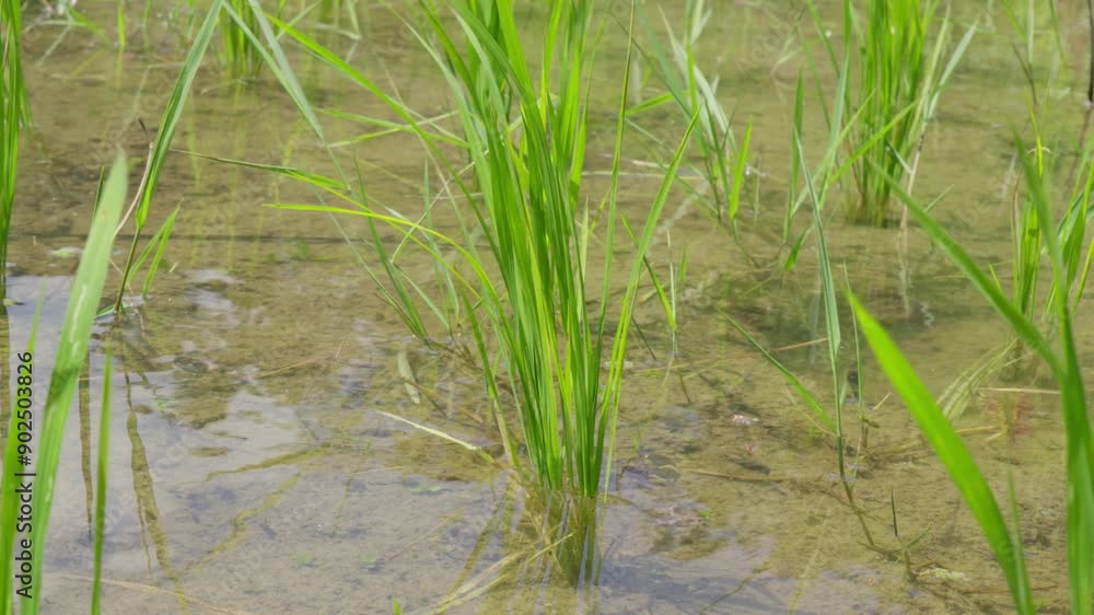 Close up shot of rice paddy with the leaves swaying in the wind and negative space for copy Close up shot of rice paddy with the leaves swaying in the wind and negative space for copy