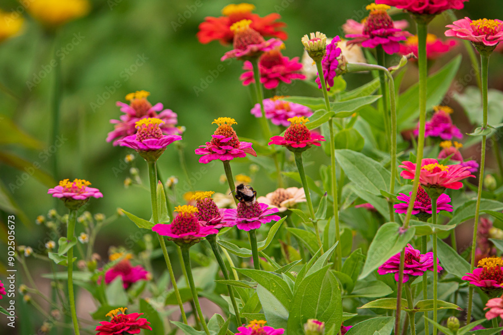 zinnai flowers in the garden zinnai flowers in the garden