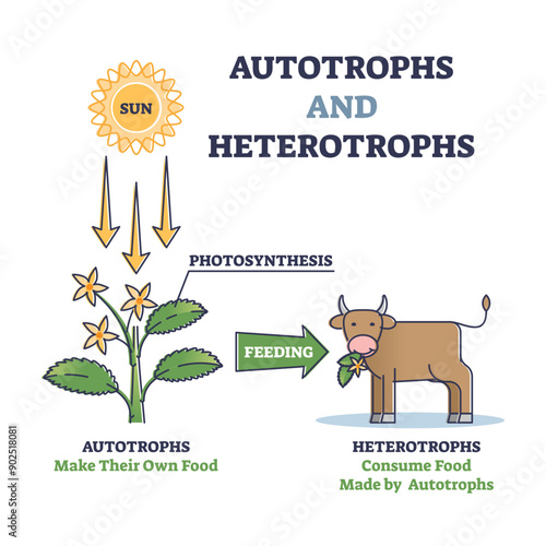 Autotrophs or producers and heterotrophs or consumers as nature energy source division outline diagram, transparent background. Photosynthesis for plants and food.