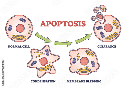 Apoptosis process stages as programmed cell death explanation in labeled outline diagram, transparent background. Multicellular organisms destruction steps example.