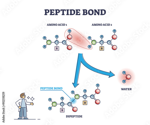 Peptide bond as amino acids formation in protein biosynthesis reaction outline diagram, transparent background. Labeled educational biochemical process explanation with dipeptide.