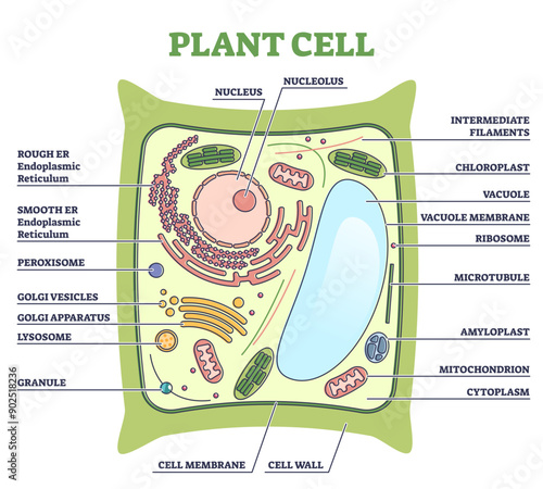 Plant cell structure with inner parts labeled description outline diagram, transparent background.Inside cross section scheme with educational anatomical information illustration.