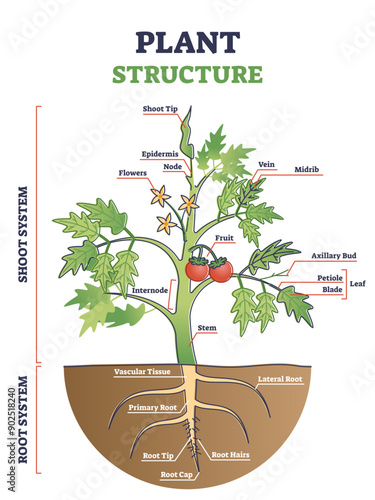 Plant structure with root, stem and leaf anatomical sections outline diagram, transparent background. Educational tomato model with parts location description in labeled scheme illustration.