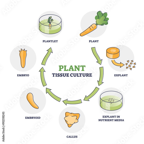 Plant tissue culture technique to maintain or grow cells outline diagram, transparent background. Labeled educational scheme.