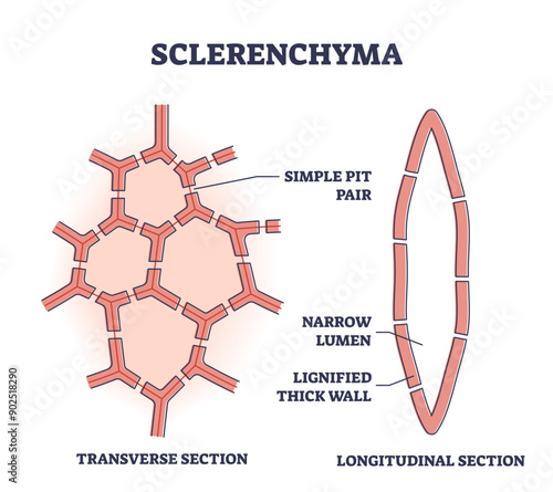 Sclerenchyma as ground or fundamental plant tissue type outline diagram, transparent background. Labeled educational structure explanation with transverse and longitudinal section illustration.
