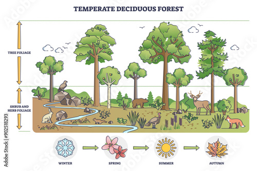 Temperate deciduous forest tree, herbs and shrub foliage description outline diagram, transparent background. Labeled educational environment vegetation type.