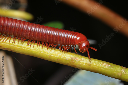 Close up of a millipede on a branch