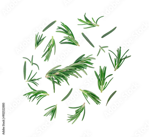  Rosemary twig and leaves isolated on white background. Top view on transparent.