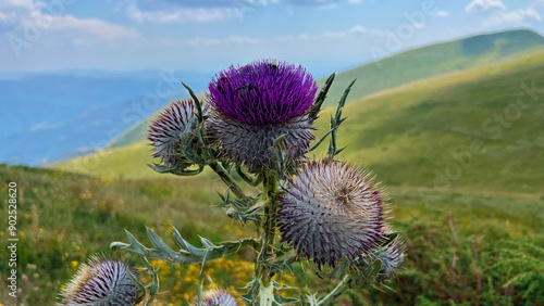 Midzor Srbija Stara planina mountain hiking  photo