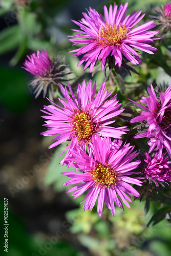 New England aster Vibrant Dome flowers