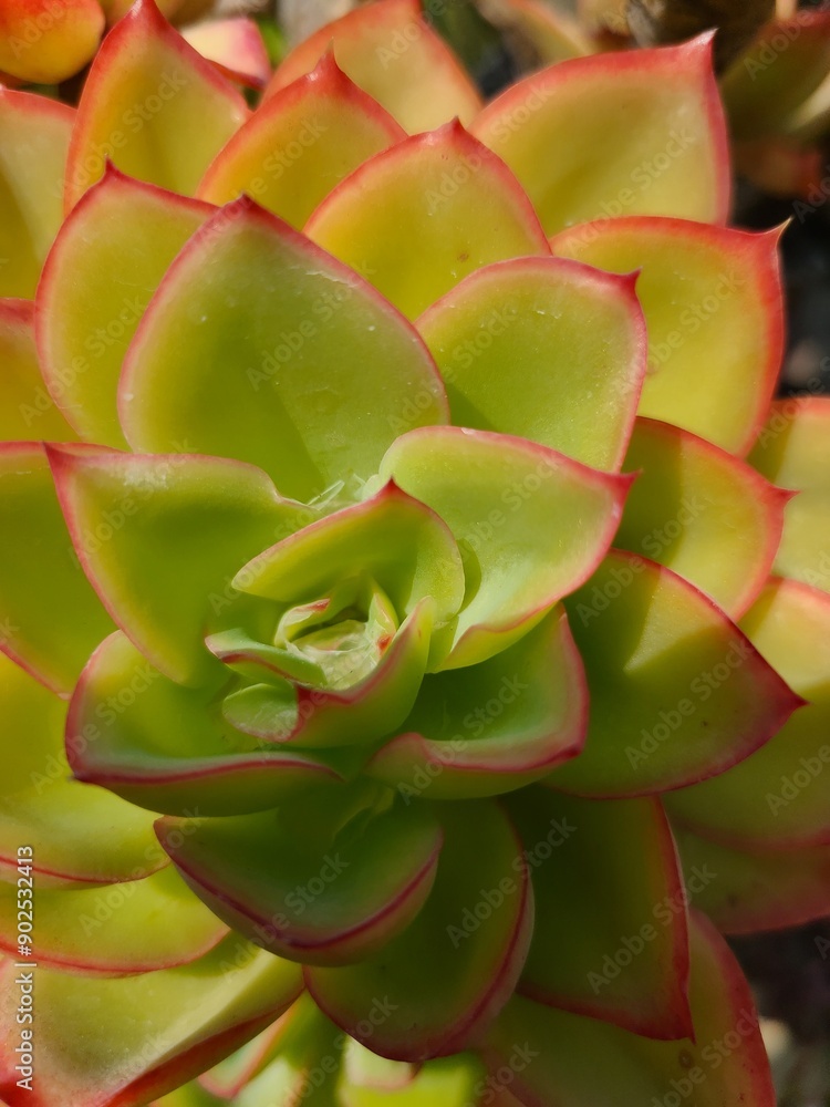 꽃,꽃잎,자연,선인장,잎사귀,여름,겨울,확대촬영
Flower, petal, nature, cactus, leaf, summer, winter, close-up photography 꽃,꽃잎,자연,선인장,잎사귀,여름,겨울,확대촬영
Flower, petal, nature, cactus, leaf, summer, winter, close-up photography