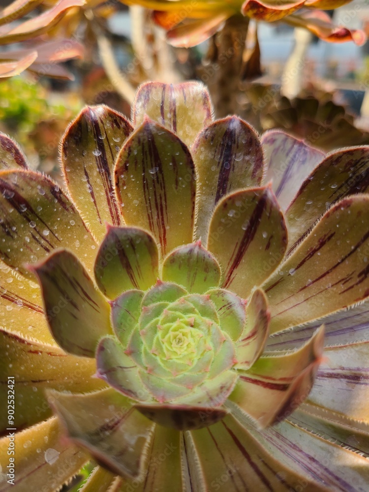 꽃,꽃잎,자연,선인장,잎사귀,여름,겨울,확대촬영
Flower, petal, nature, cactus, leaf, summer, winter, close-up photography 꽃,꽃잎,자연,선인장,잎사귀,여름,겨울,확대촬영
Flower, petal, nature, cactus, leaf, summer, winter, close-up photography