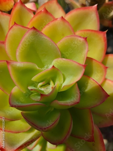 꽃,꽃잎,자연,선인장,잎사귀,여름,겨울,확대촬영 Flower, petal, nature, cactus, leaf, summer, winter, close-up photography