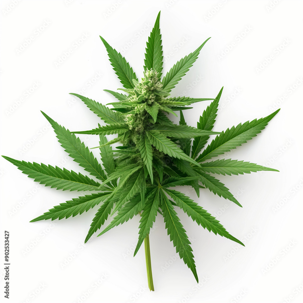 legal medical cannabis leaf and bud legal medical cannabis leaf and bud