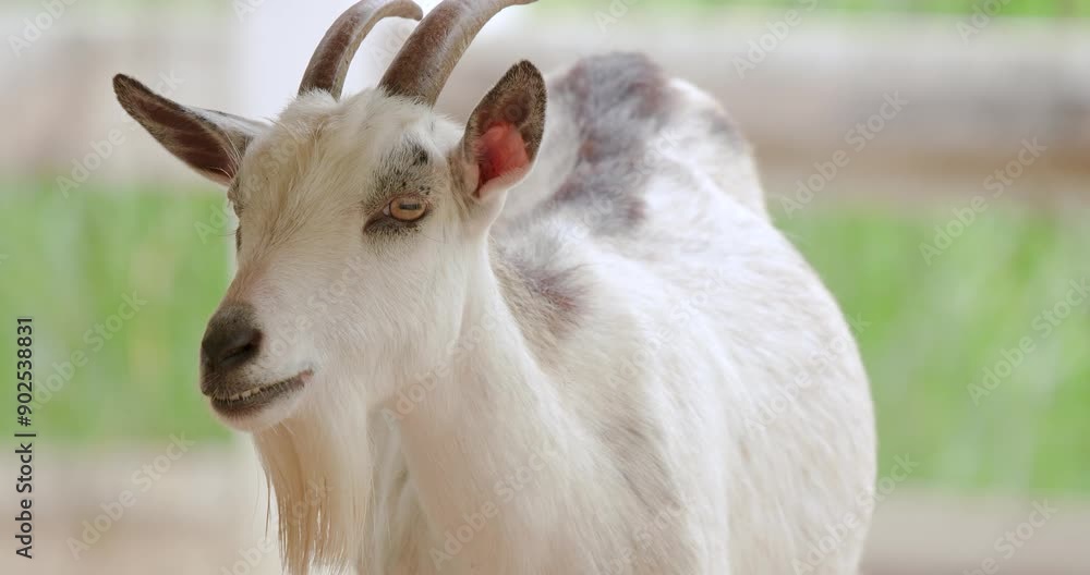 Close up shot of adorable miniature goat. The African Pygmy Goat is the world's smallest goat breed, Farm animals. Close up shot of adorable miniature goat. The African Pygmy Goat is the world's smallest goat breed, Farm animals.
