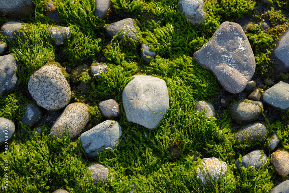 Moss and stones on a textured coastal surface Moss and stones on a textured coastal surface