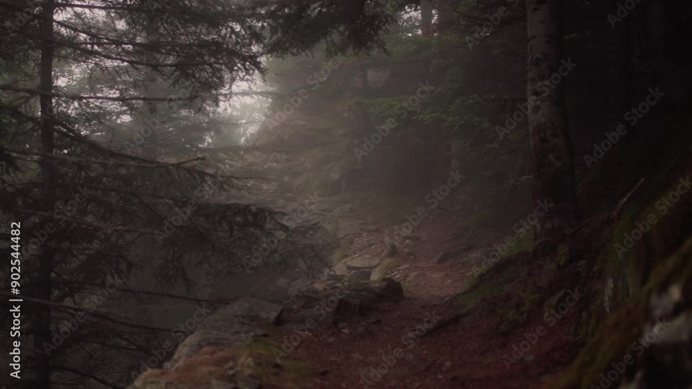 path in a foggy forest in the mountains path in a foggy forest in the mountains
