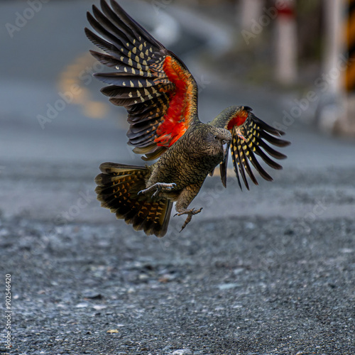 Photography Kea, famous new zealand native bird