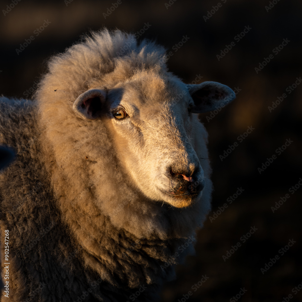 sheeps in the farm with beautiful sunset light sheeps in the farm with beautiful sunset light