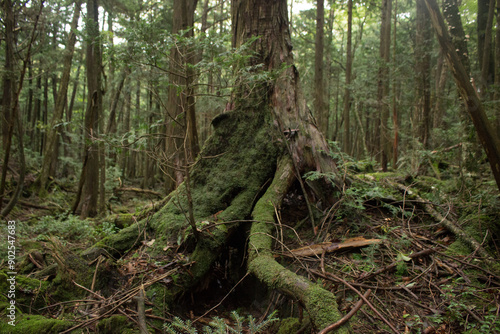 Nature, forest, plants, Japan, Mt. Fuji, Jukai Forest natural photography 자연,산림,식물,일본,후지산,쥬카이숲 자연촬영