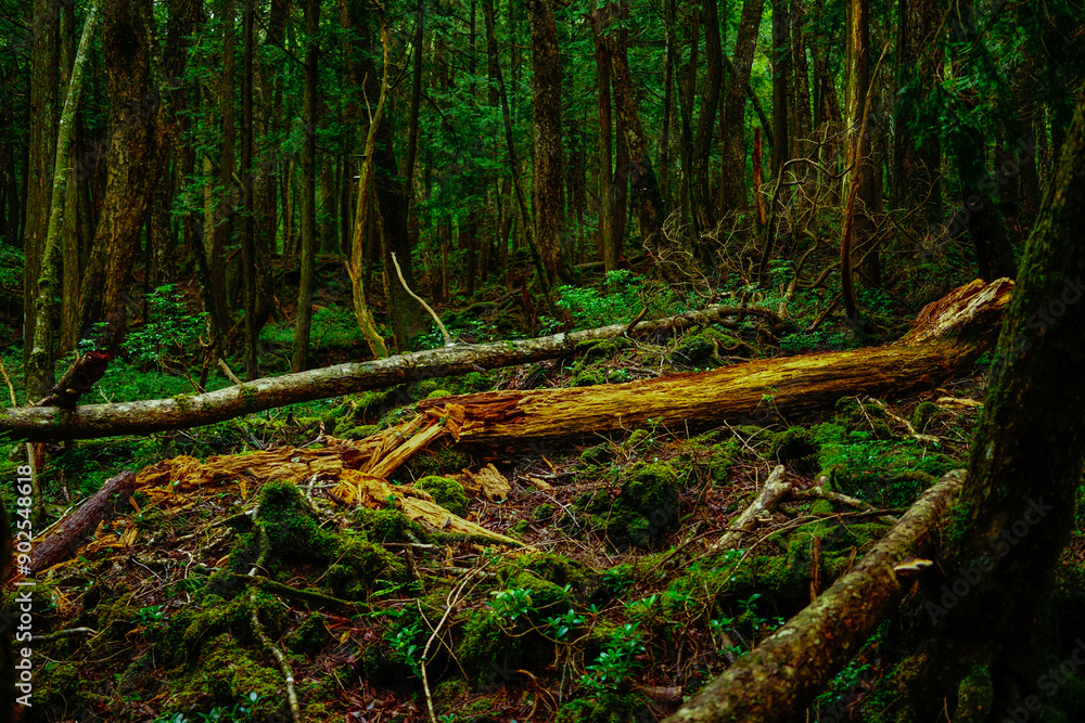 Nature, forest, plants, Japan, Mt. Fuji, Jukai Forest natural photography
자연,산림,식물,일본,후지산,쥬카이숲 자연촬영 Nature, forest, plants, Japan, Mt. Fuji, Jukai Forest natural photography
자연,산림,식물,일본,후지산,쥬카이숲 자연촬영