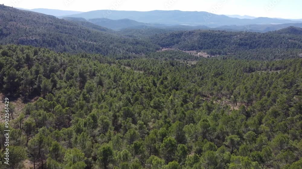 Dense spruce evergreen tree forest nature landscape, aerial establish shot