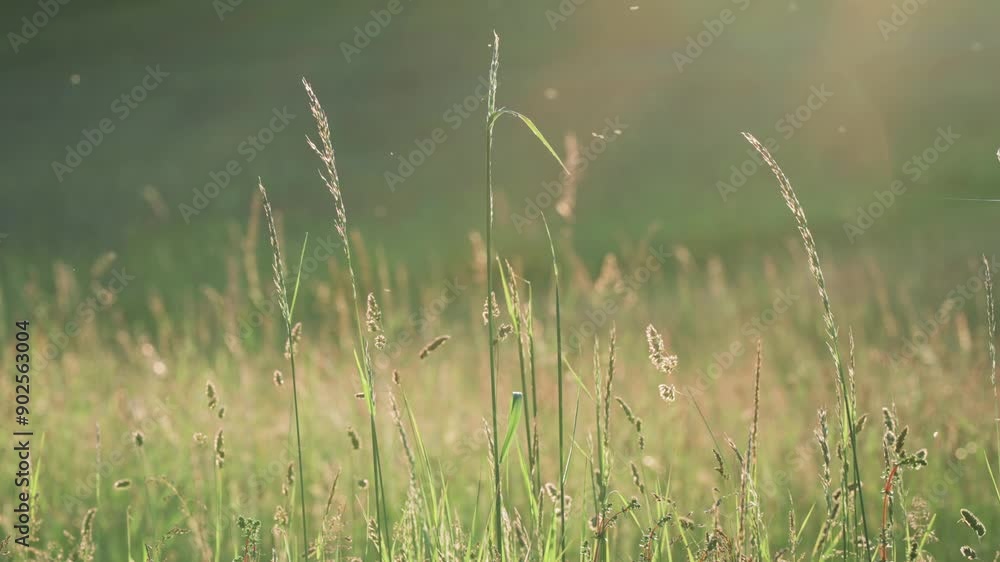 The golden light of the sun illuminates a meadow, where tall grass moves gently in the wind. The peaceful setting captures the beauty of nature in a serene and calming way. The golden light of the sun illuminates a meadow, where tall grass moves gently in the wind. The peaceful setting captures the beauty of nature in a serene and calming way.