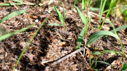 Wallpaper Mural Lot of forest red ants. Closeup of an anthill or macro photography of working insects. Ants in the wild. Torontodigital.ca