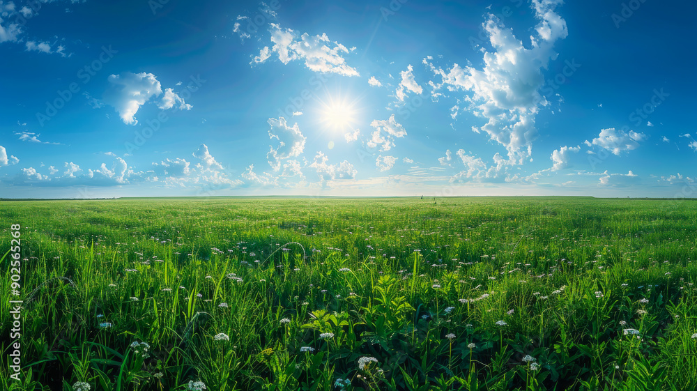 A Panoramic View of a Green Grass Meadow A Panoramic View of a Green Grass Meadow