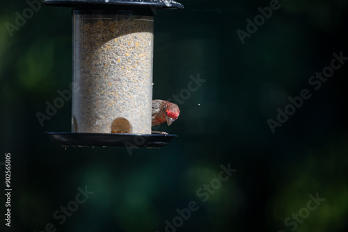 Fotografía Red orange head house finch little bird eating seeds from birdfeeder in a balcon