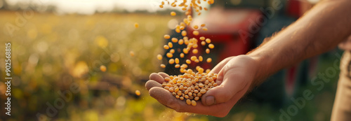  soybean seeds pouring into famer hand photo