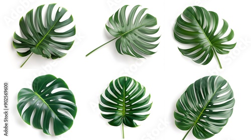 Set of monstera giant leaves, isolated on white background. Collage graphics.