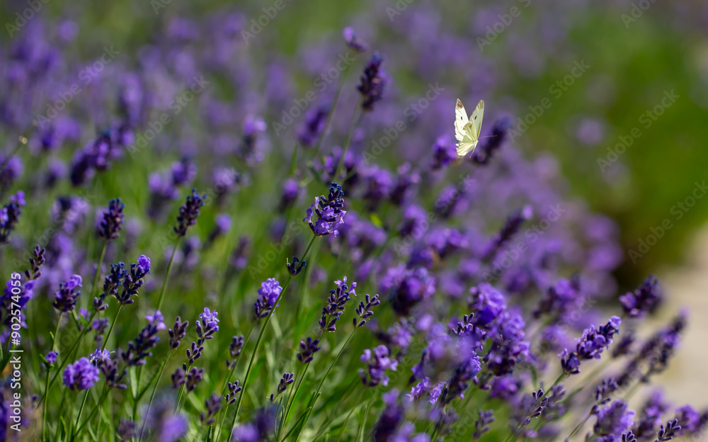 Obraz premium Butterflies on spring lavender flowers under sunlight. Beautiful landscape of nature with a panoramic view. Hi spring. long banner
