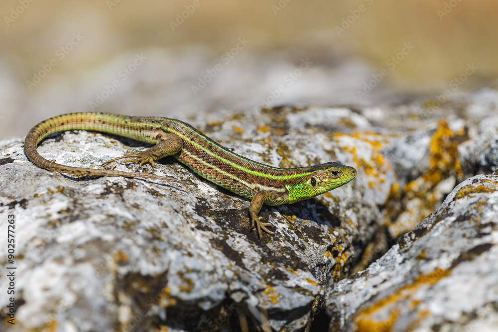 Naklejka premium Close-up of a female Dobrojan green lizard (Lacerta trilineata dobrogica)