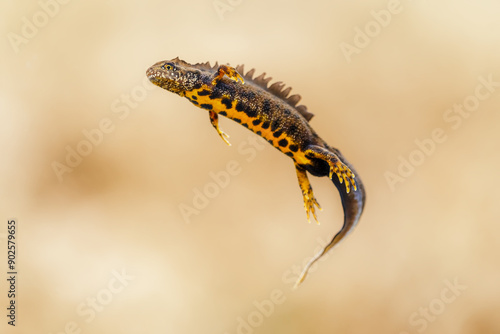 Close-up of a male great crested newt (Triturus cristatus)