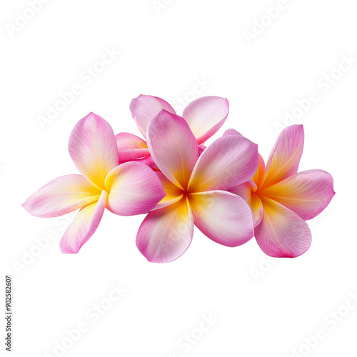 Pink Frangipani Or Plumeria Flower, Isolated Transparent, Generative Ai