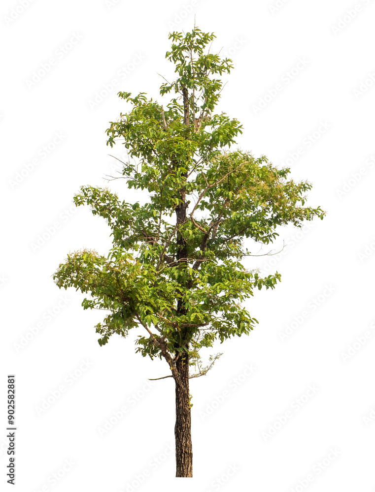Fototapeta premium Green tree isolated on transparent background with clipping path and alpha channel.