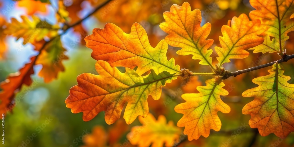 Colorful autumn oak leaves on a branch. Concept of nature, seasonal change. Banner for fall, Thanksgiving, harvest festival Colorful autumn oak leaves on a branch. Concept of nature, seasonal change. Banner for fall, Thanksgiving, harvest festival